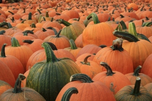 Pile of Pumpkins SEPpics